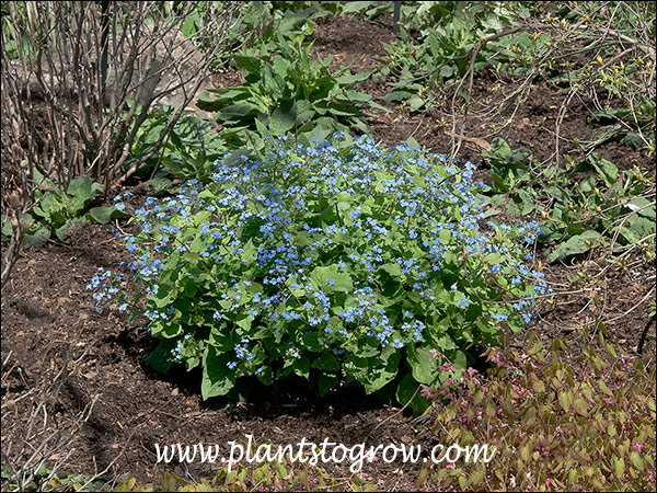 Langtress Siberian Bugloss (Brunnera macrophylla) 
early spring, plant in bottom right is an Epimedium